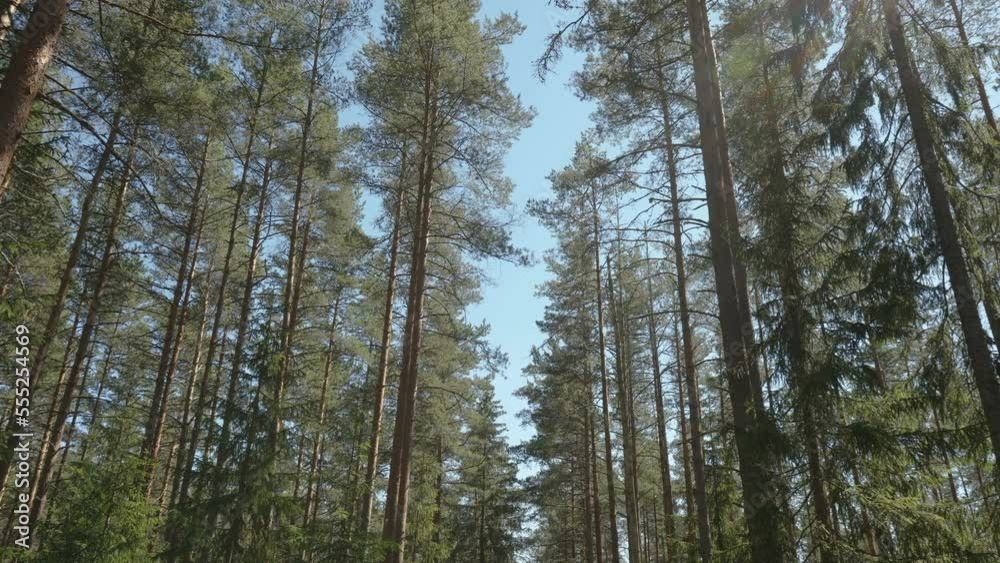 The tall pine trees in the middle of the forest with the blue sky on a hot sunny day in Estonia The tall pine trees in the middle of the forest with the blue sky on a hot sunny day in Estonia