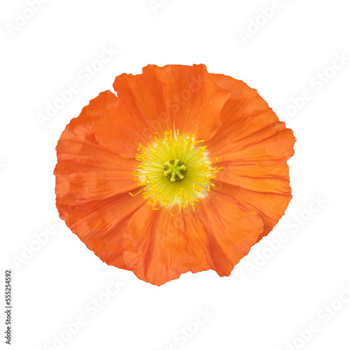 Orange poppy flower isolated on white background. Flowers isolated.