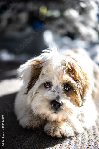 Lhasa Apso puppy