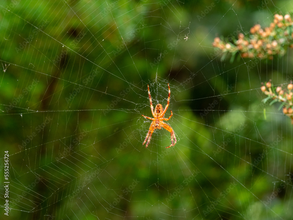 Spinne am Baum Spinne am Baum