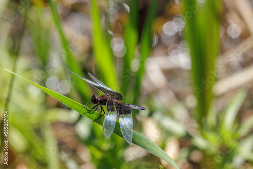 Widow Skimmer dragonfly, Libellula luctuosa, male turning pruinose. Perched on cattail leaf. photo