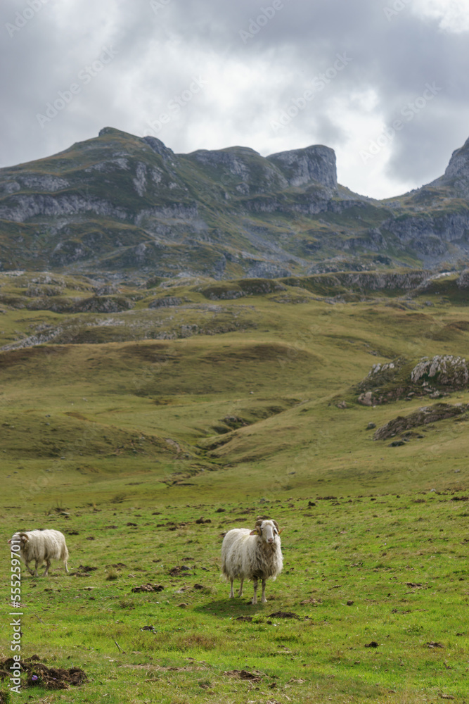 White sheep in front of beautiful landscape in the pyrenees Mountains, Nouvelle-Aquitaine, France