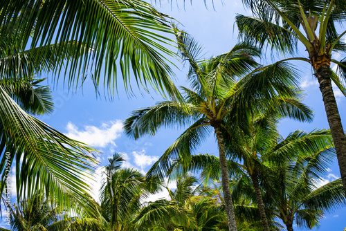 coconut trees