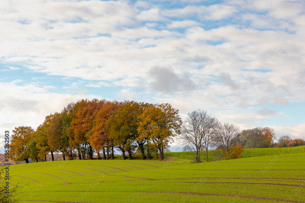 Obraz premium Landscape with view of slope hilly with green meadow and the wood under blue sky, Grass field and the forest with orange, yellow or red colour in Autumn, Countryside of Netherlands, Nature background.