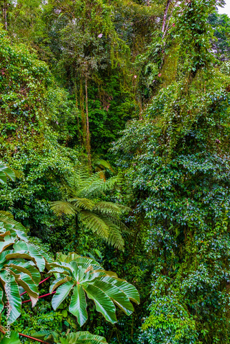 Fototapeta Naklejka Na Ścianę i Meble -  Jungle in the Arenal region of Costa Rica, La Fortuna, Costa Rica. Central America