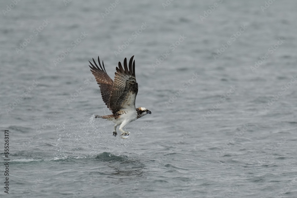 osprey is hunting a fish osprey is hunting a fish