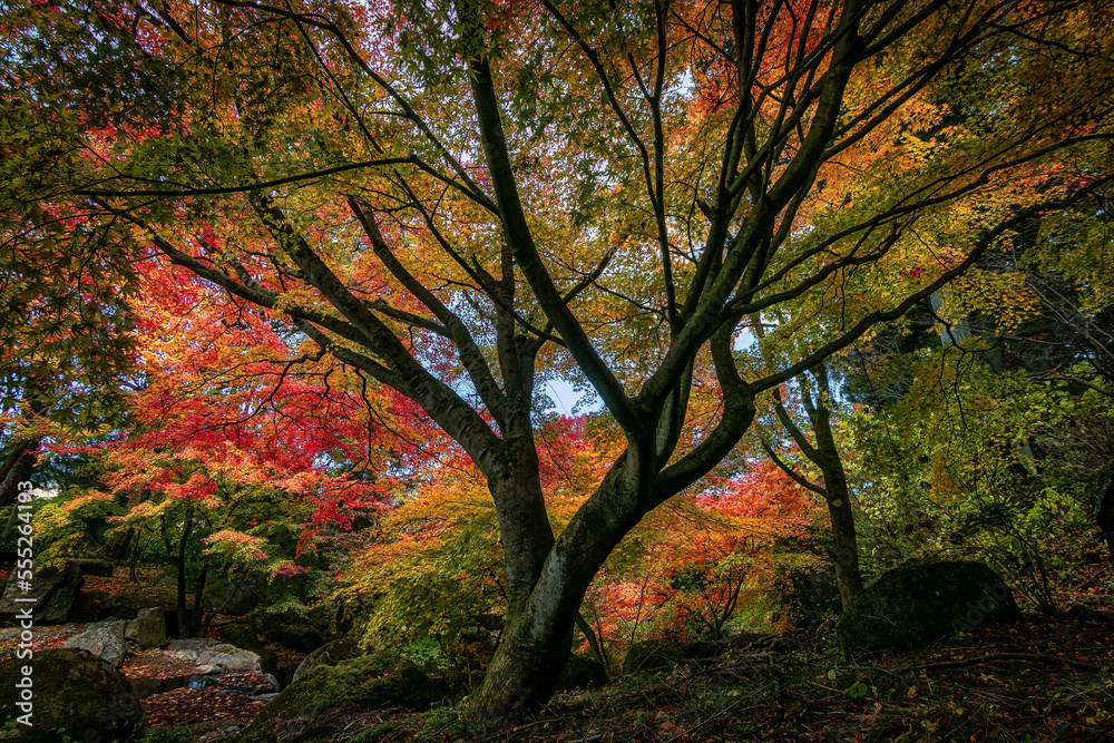 Beautiful powerful tree covered in autum colors Beautiful powerful tree covered in autum colors
