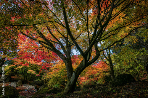 Beautiful powerful tree covered in autum colors