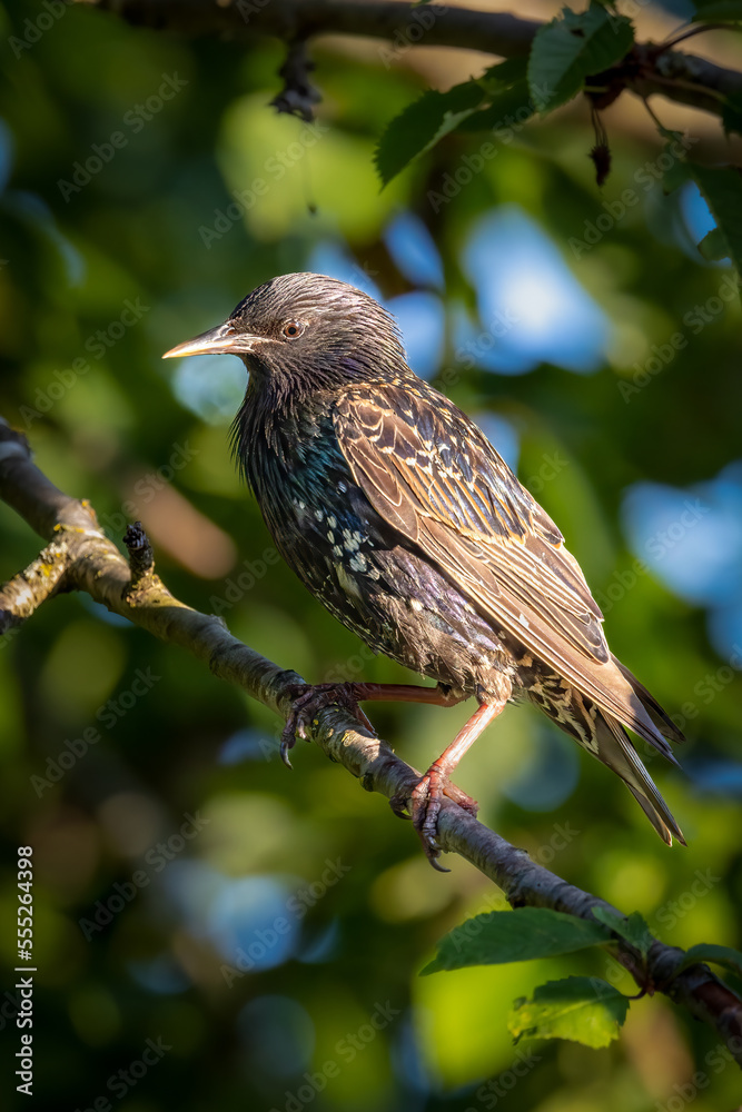 Starling bird on branch on Vancouver Island. Starling bird on branch on Vancouver Island.