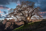 Beautiful silhouette cherry tree with sunbeam 
