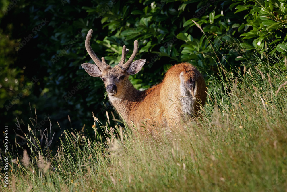 Fototapeta premium Nanaimo local tame deer