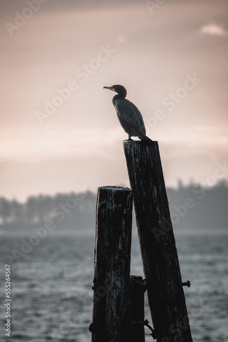 Cormorant rests on pillar  in Sidney BC © Kelly
