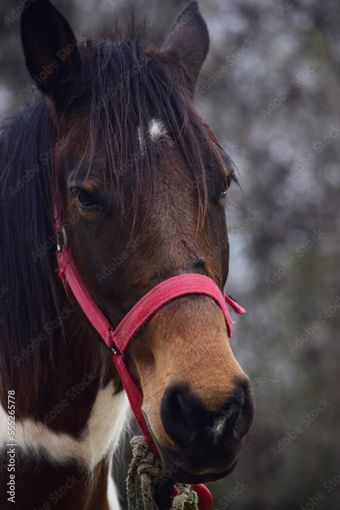 Obraz premium caballo, animal, administrar, café, retrato, chacras, naturaleza, caballo, padrillo, crin, ecuestre, mamífero, blanco, yegua, ocular, hermoso, caballo, brida, aislada, montar, bahía, cara, castaña, be