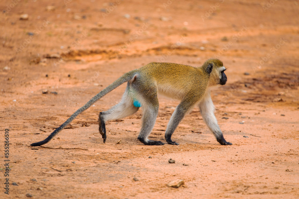 Green Monkey - Chlorocebus aethiops, beautiful popular monkey from West African bushes and forests