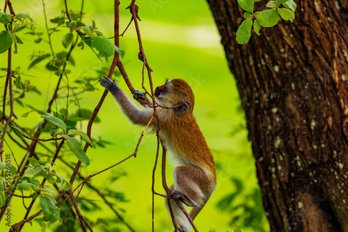 Canvas Print Small baby of Green Monkey - Chlorocebus aethiops, beautiful popular monkey from