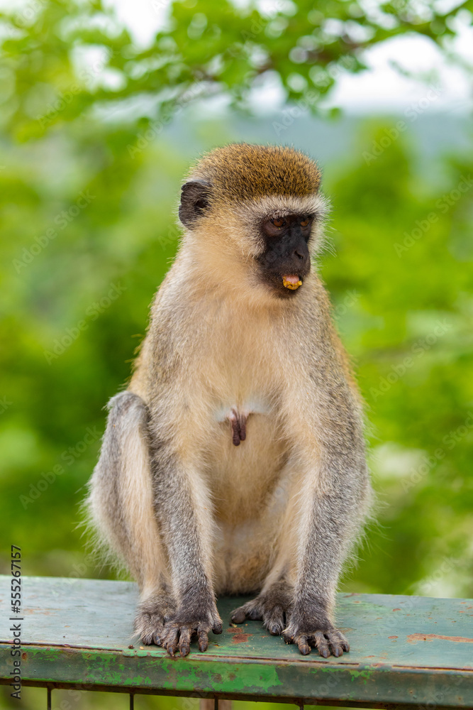 Portrait of Green Monkey - Chlorocebus aethiops, beautiful popular monkey from West African forests