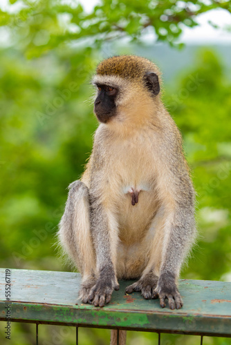 Portrait of Green Monkey - Chlorocebus aethiops  beautiful popular monkey from West African bushes and forests.
