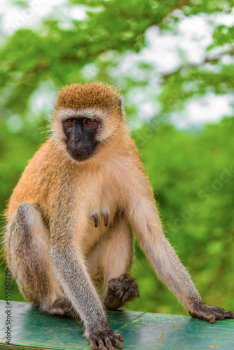 Portrait of Green Monkey - Chlorocebus aethiops, popular monkey from West African bushes and forests