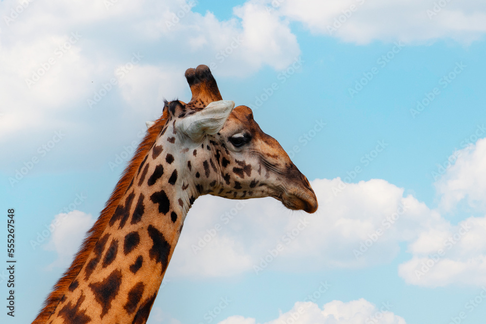 giraffe portrait against blue sky and clouds giraffe portrait against blue sky and clouds