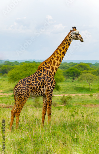 Photography Masai giraffe stands by bushes in sunshine
