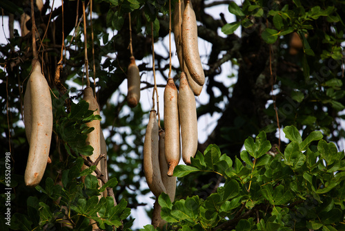Selective focus on a Variety of seed pods of the Kigelia africana. The tree is also the Sausage tree or in Afrikaans the Worsboom.
