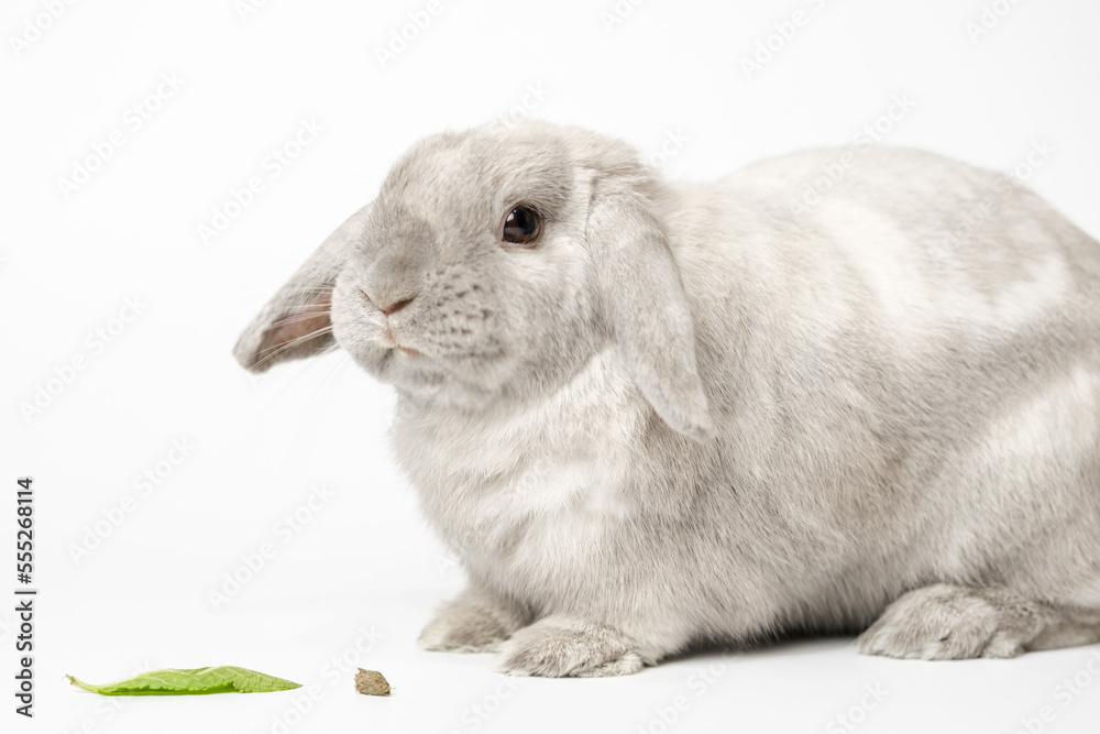 Beautiful gray rabbit bunny on a white background. There is also food for the rabbit, dry food and a mint leaf in the frame. Beautiful gray rabbit bunny on a white background. There is also food for the rabbit, dry food and a mint leaf in the frame.