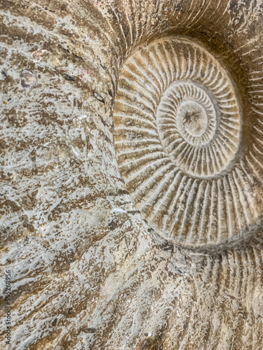 Spiral fossil background. Stock full frame image of ammonite fossil spiral, close-up. Background, full frame. Photo showing the spiral of a fossilised ammonite in close-up. The image is of the remains