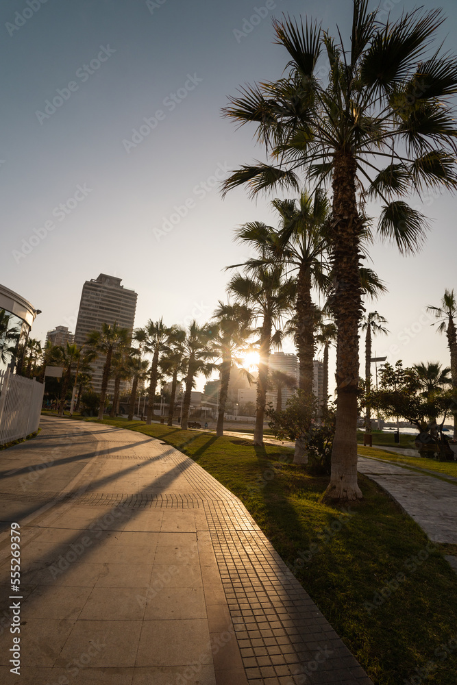 sunset in the street of a city decorated with palm trees and in the background buildings, modern architecture and landscape as wallpaper