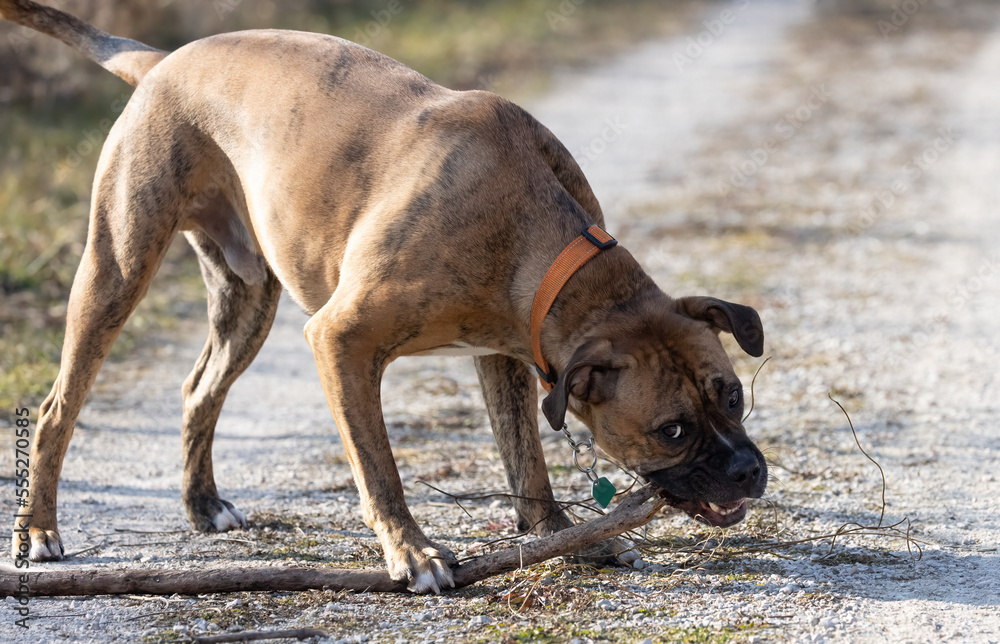 An adult K9 boxer mix bulldog is on the trail off leash.  The pet dog has stopped in the middle of the walking trail to pull a branch or stick out of the bushes and is chewing and looking around.