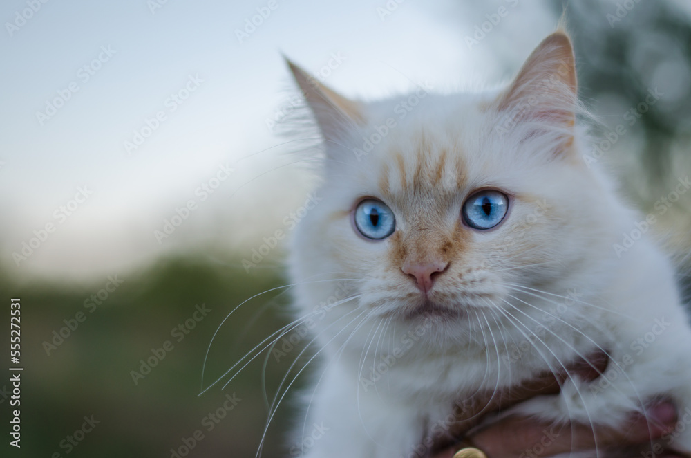 Portrait of a cute domestic cat
