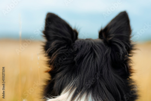 dog in a yellow field
