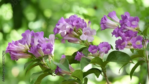 Mansoa alliacea flowers on nature background. photo