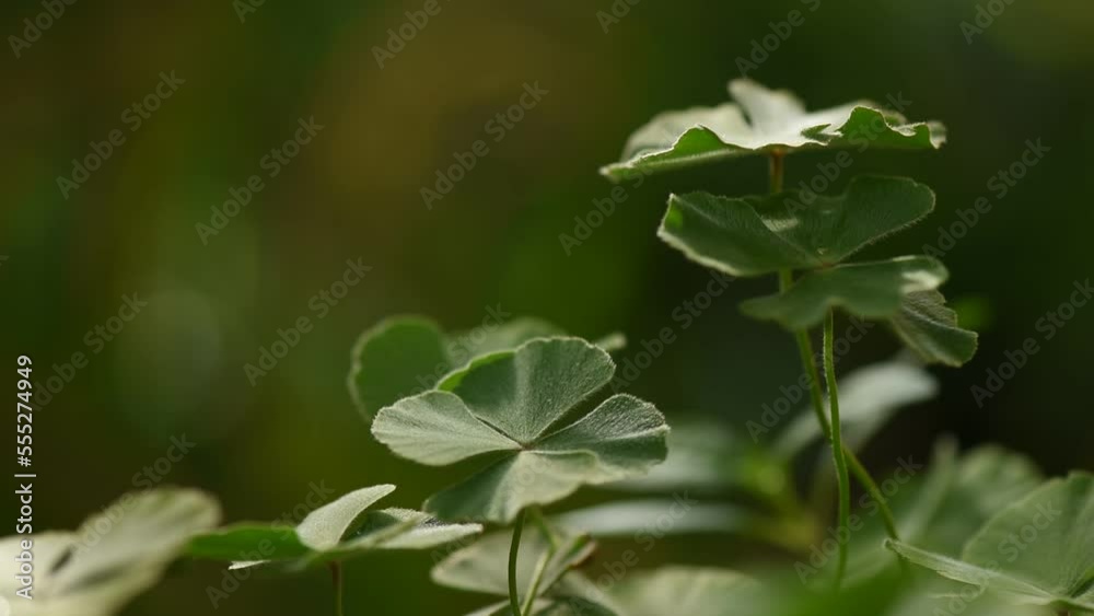 Common nardoo or Marsilea distorta green leaves on nature background. Common nardoo or Marsilea distorta green leaves on nature background.