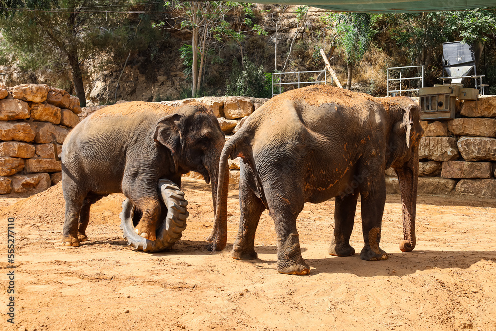 Fototapeta premium Cute elephants playing with wheel in zoo on sunny day