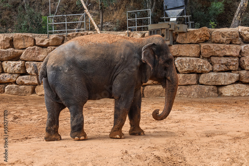 Cute elephant in zoo on sunny day