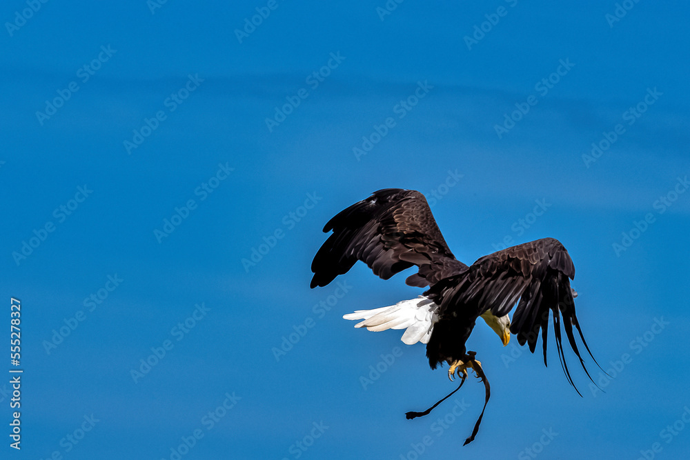 Fototapeta premium Young bald eagle (Haliaeetus leucocephalus) also known as white-headed or white-tailed eagle, sea eagle or American eagle