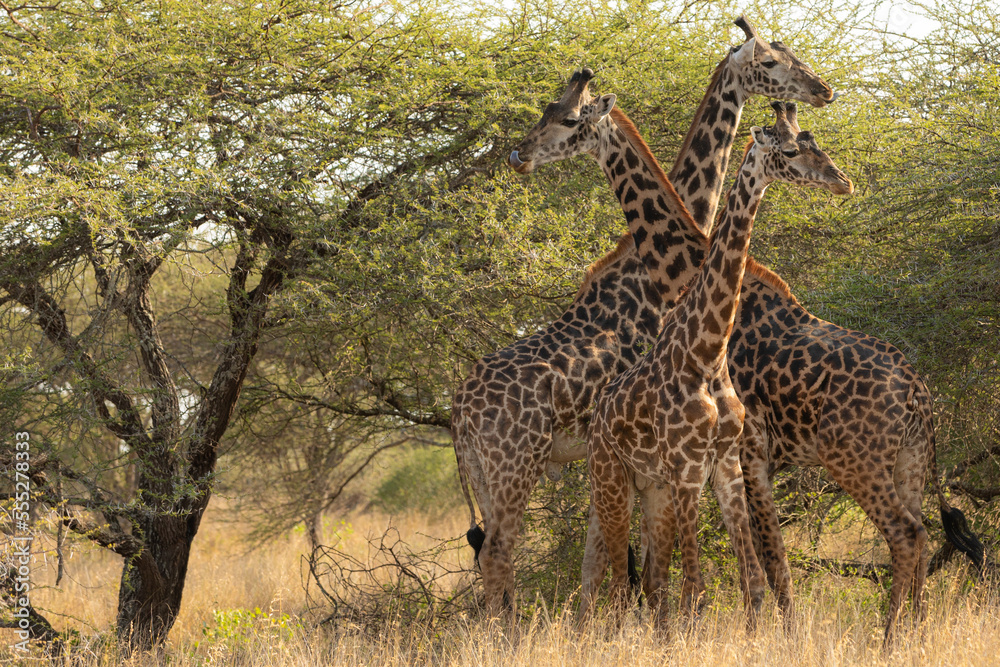 Obraz premium Giraffes (Giraffa camelopardalis peralta) - Kenya