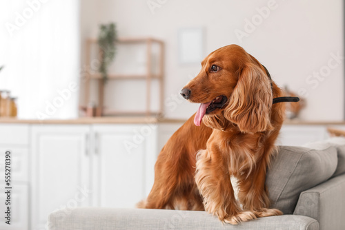 Red cocker spaniel sitting on sofa in kitchen