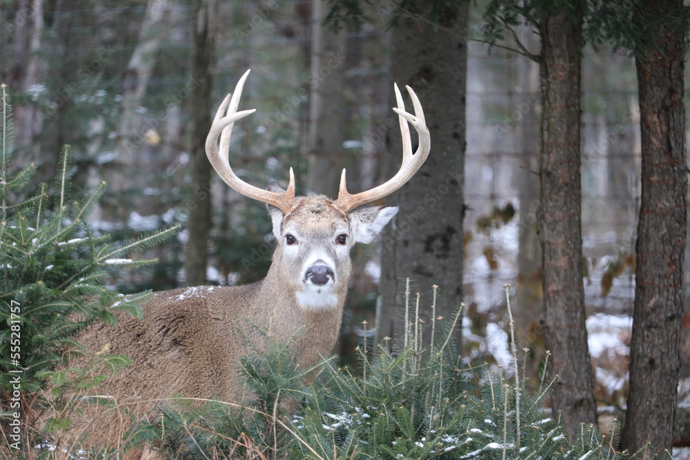 deer in the forest deer in the forest
