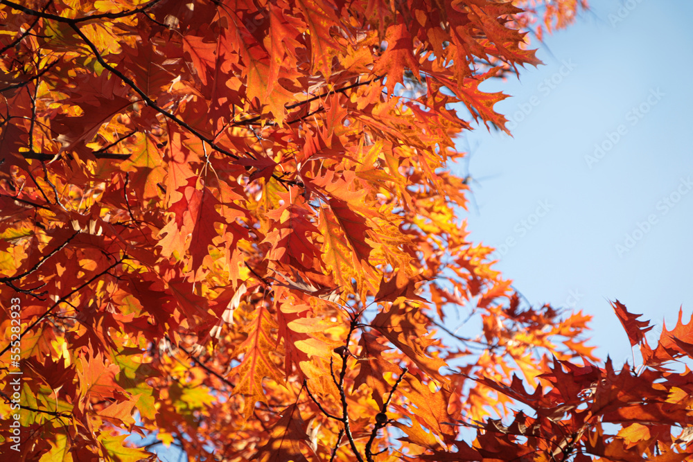 Beautiful trees with autumn leaves against sky on sunny day, low angle view Beautiful trees with autumn leaves against sky on sunny day, low angle view