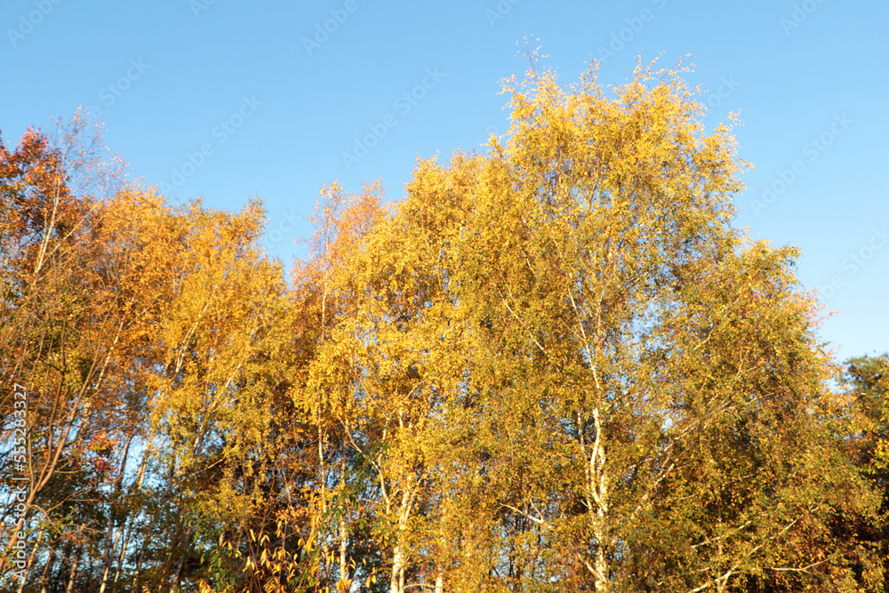 Beautiful trees with bright leaves against sky on autumn day Beautiful trees with bright leaves against sky on autumn day