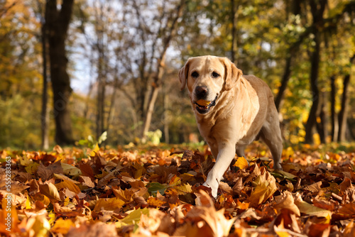 Cute Labrador Retriever dog with toy ball in sunny autumn park. Space for text © New Africa