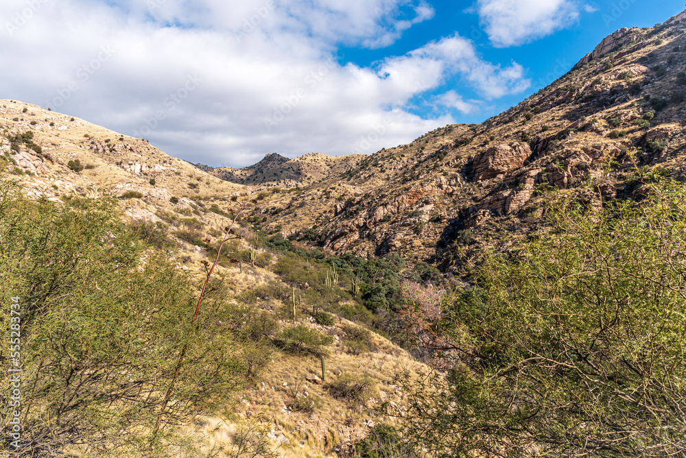 Desert Saguaro Cactus and the Mountains Landscape