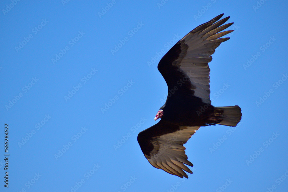 Obraz premium Cóndor en vuelo.