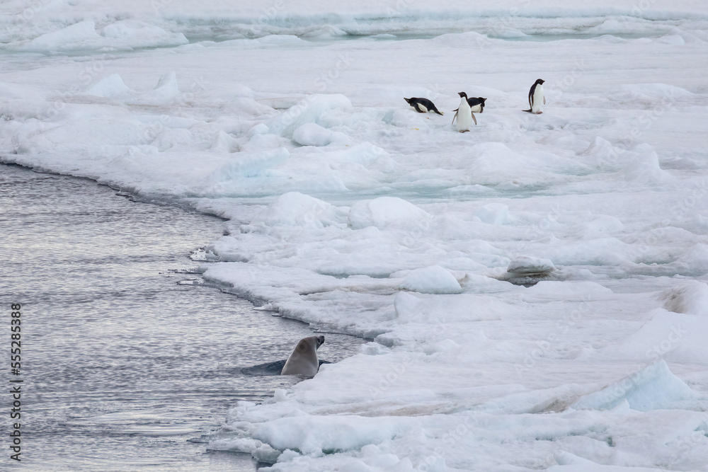 Fototapeta premium A Wedell Seal hunts for penguins on the ice flow near Snow Hill Island in Antarctica