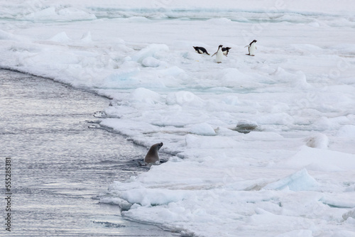 A Weddell Seal hunts for penguins on the ice flow near Snow Hill Antarctica