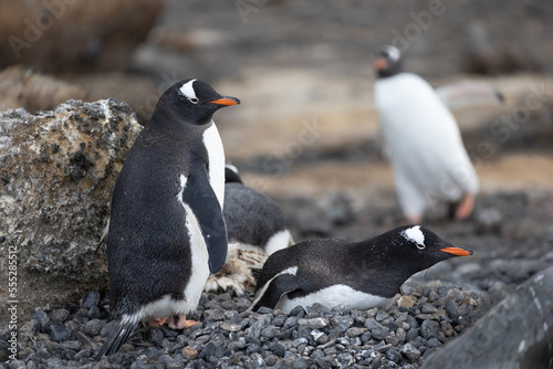Gentoo Penguins sit on their nest in Kinnes Cove  Antarctica
