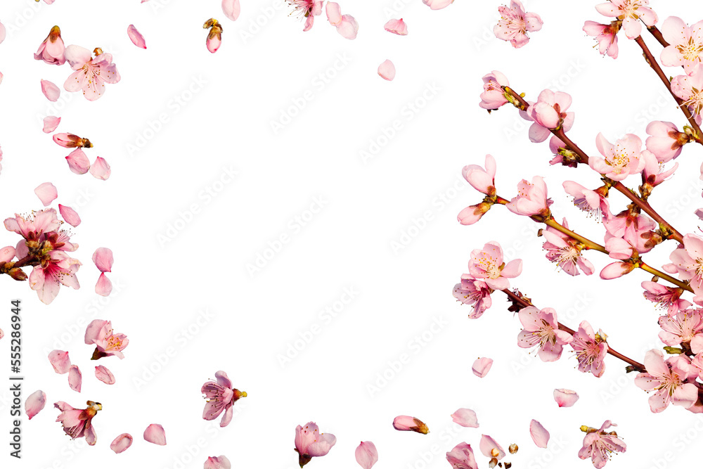 Pink spring flowers branch composition