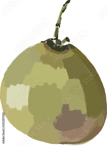 Isolated illustration of young green coconut in minimal style