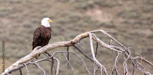 Bald Eagle in Hayden Valley in Yellowstone National Park in Wyoming United States photo